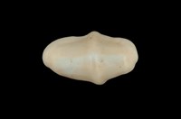 藏品(鈕扣海兔螺)的圖片